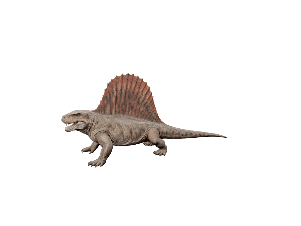 Dimetrodon living restoration with a tall dorsal sail